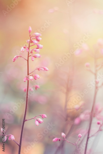 wiat kwitnącej różowej żurawki na rozmytym tle. Piękne pastelowe małe kwiaty (Heuchera) photo