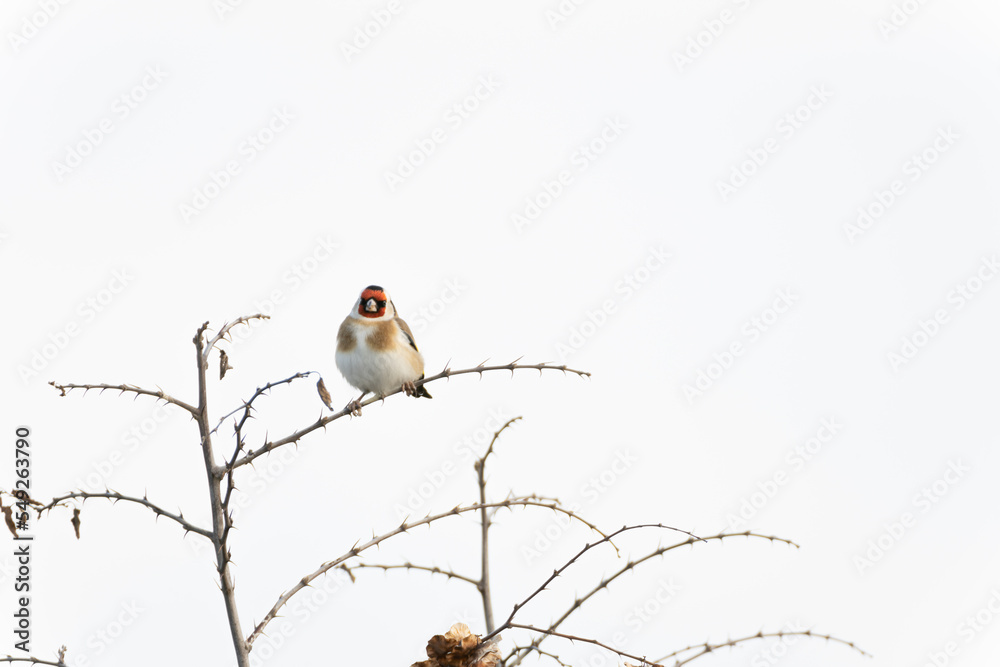 European goldfinch bird on the thorny branch