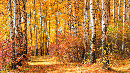 Birch grove on sunny autumn day, beautiful landscape through foliage and tree trunks