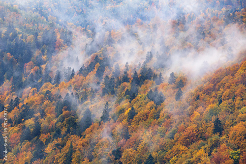 Autumn landscape - view of the mountains covered with forest under the autumn sky in the Carpathians, Ukraine © rustamank