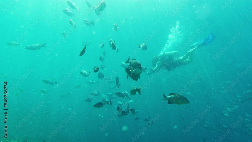 Scuba diving, underwater and fish swimming in ocean of Indonesia on tropical sea holiday, marine life adventure and blue water exploration. Scuba diving vacation, undersea ecology and coral reef sea Scuba diving, underwater and fish swimming in ocean of Indonesia on tropical sea holiday, marine life adventure and blue water exploration. Scuba diving vacation, undersea ecology and coral reef sea