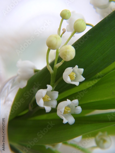 muguet porte bonheur 1er mai