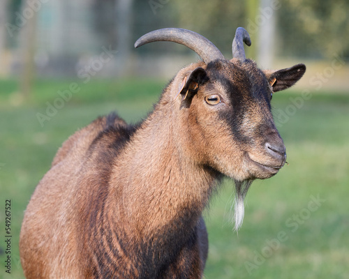 Close up of young brown goat