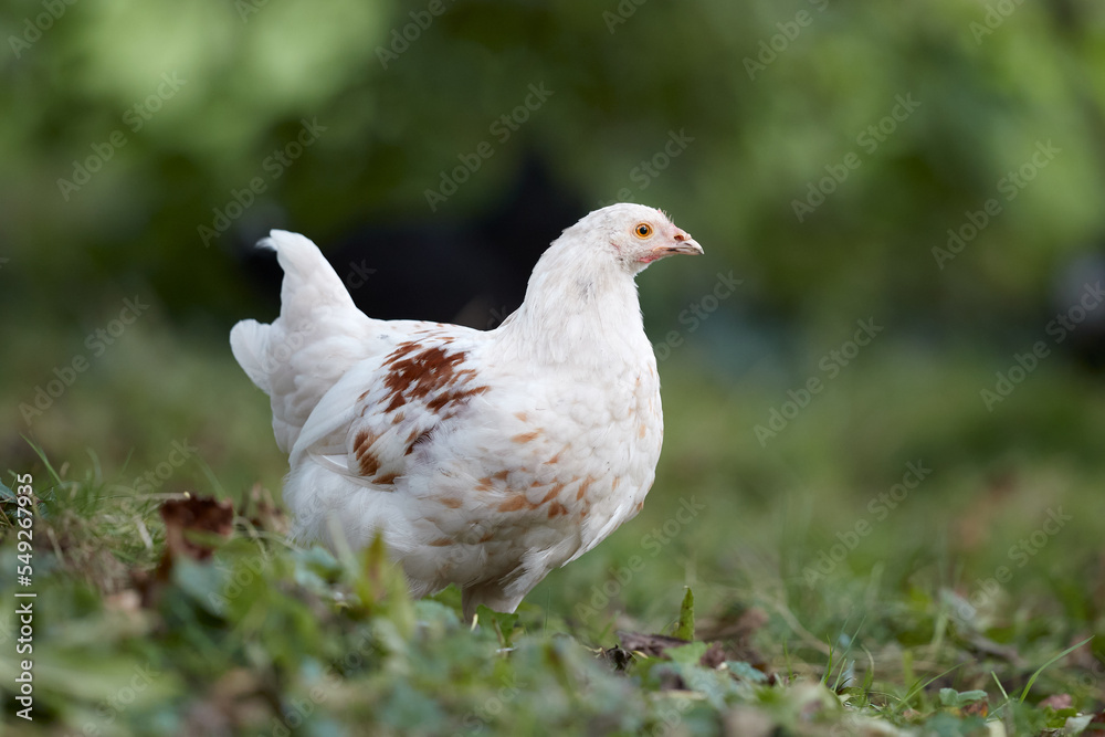 Young white rooster free range in garden Young white rooster free range in garden