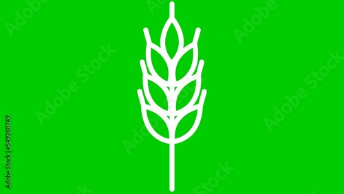 Wallpaper Mural Animated white symbol of wheat ear. Concept of harvest, food, bread. Linear icon. Vector illustration isolated on green background. Torontodigital.ca