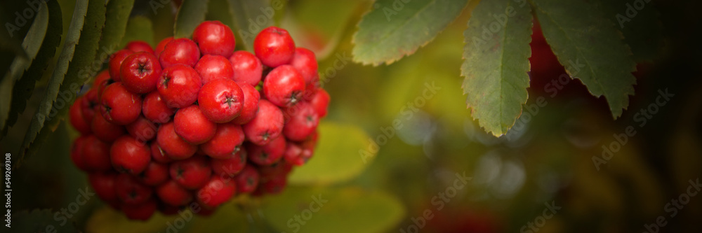 Red rowan on a tree in autumn. Mountain-ash. Red rowan berries growing on a tree branches with green leaves Red rowan on a tree in autumn. Mountain-ash. Red rowan berries growing on a tree branches with green leaves