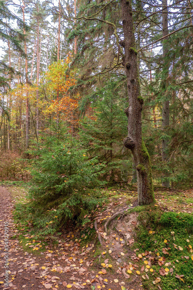 Fototapeta premium Spaziergang am Nachmittag durch den Herbstwald un seinen bunten Farben in Franken.