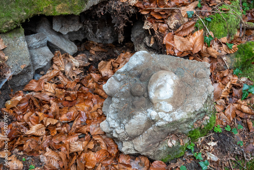 Onkoiden / Onkolithen . Fundort: Steiermark, Österreich, Europa  : Oncoids / Oncolites : Found in Styria, Austria, Europe photo