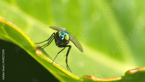 Green, iridescent blowfly on a leaf, in a backyard in Panama City, Florida, USA © Angela