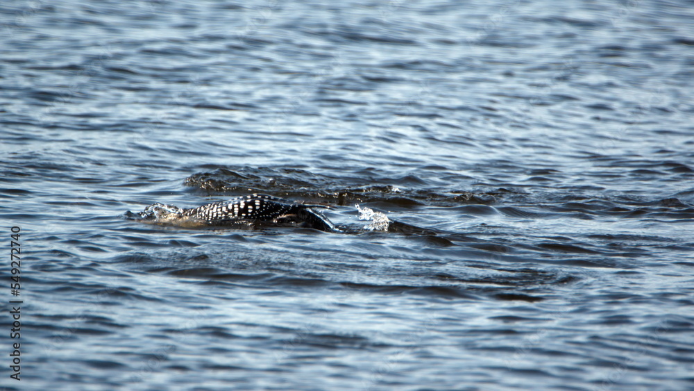 Common loon (Gavia immer) swimming in a bay, off a backyard in Panama City, Florida, USA Common loon (Gavia immer) swimming in a bay, off a backyard in Panama City, Florida, USA