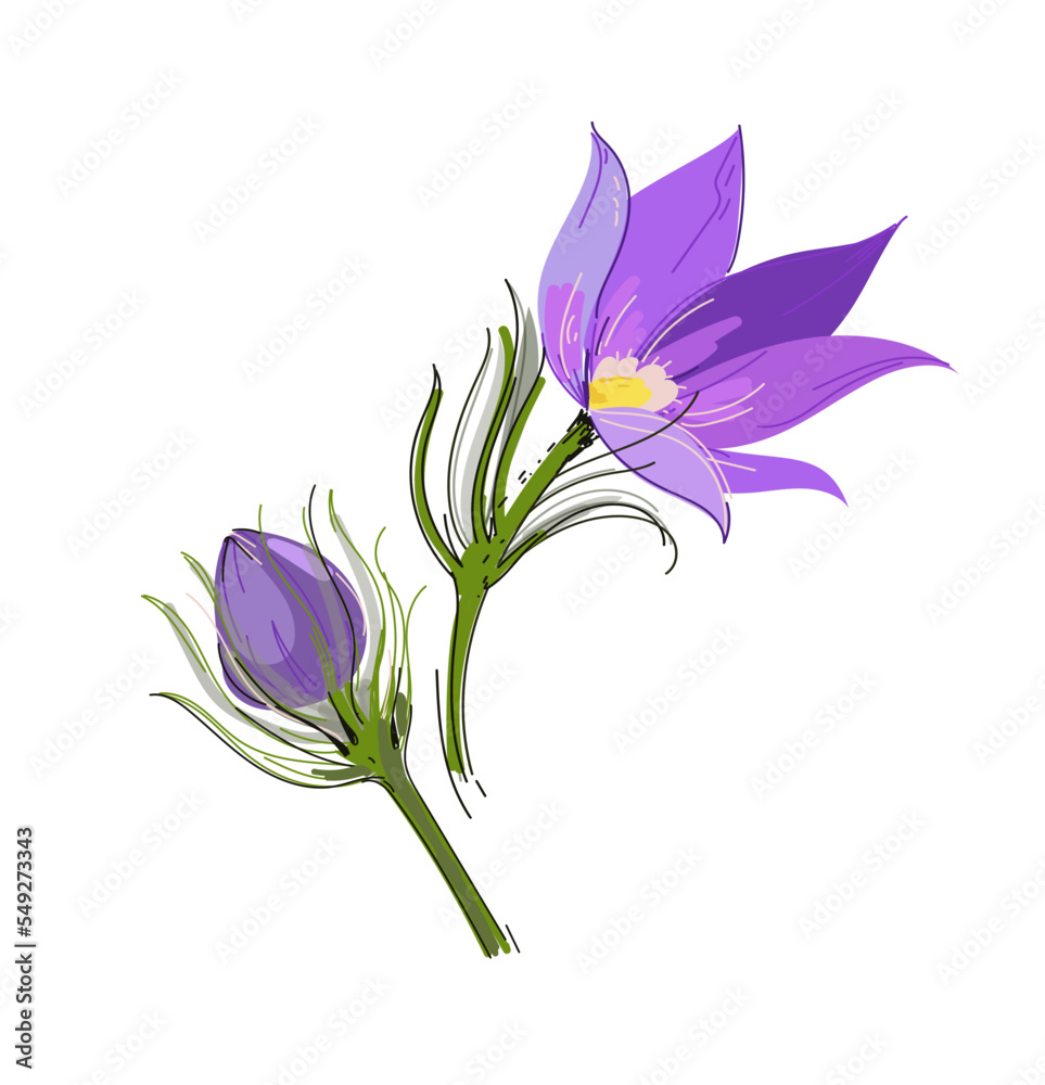 Lumbago meadow silhouette, Pulsatilla flower, Vector Pasque flower isolated on white, floral illustration Anemone, vector doodle illustration.