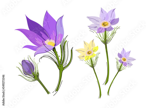Lumbago meadow silhouette, Pulsatilla flower, Vector Pasque flower isolated on white, floral illustration Anemone, vector doodle illustration. photo