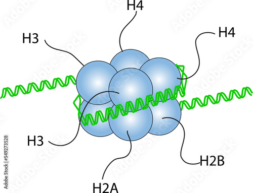 DNA wrapped around eight histone proteins with histone tails
