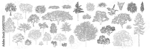 Minimal style cad tree line drawing, Side view, set of graphics trees elements outline symbol for architecture and landscape design drawing. Vector illustration in stroke fill in white. Tropical, oak,