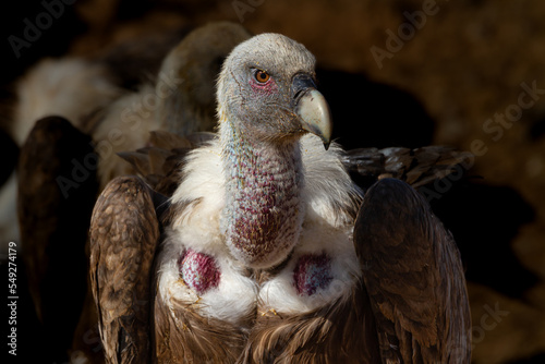 Close-up of a Griffon Vulture on a rubish tip in Spain photo