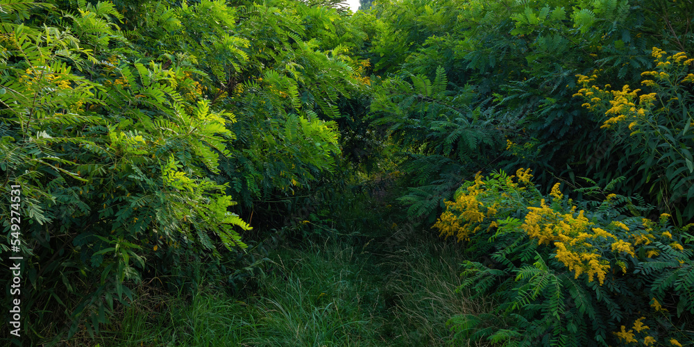 Fototapeta premium Dense thickets of greenery. Grass, young acacia trees and wild yellow flowers