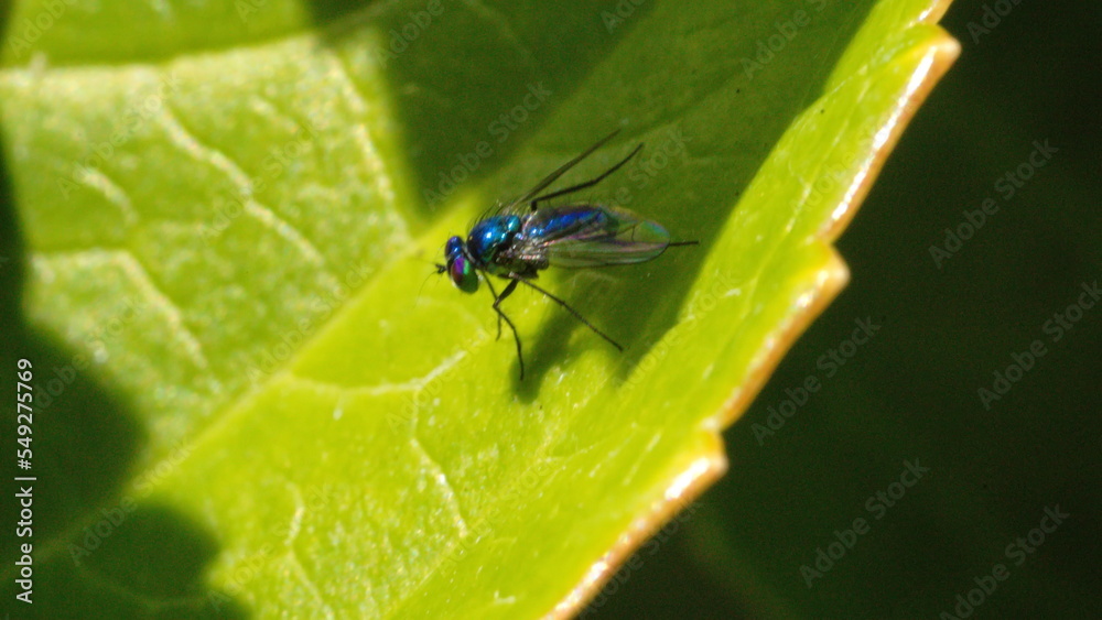 Blue, iridescent blowfly in a backyard in Panama City, Florida, USA Blue, iridescent blowfly in a backyard in Panama City, Florida, USA