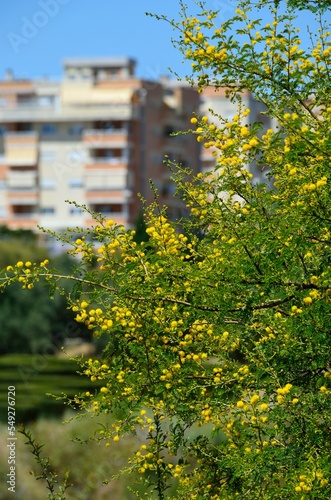 Mimosas en flor en un parque público de Málaga, España