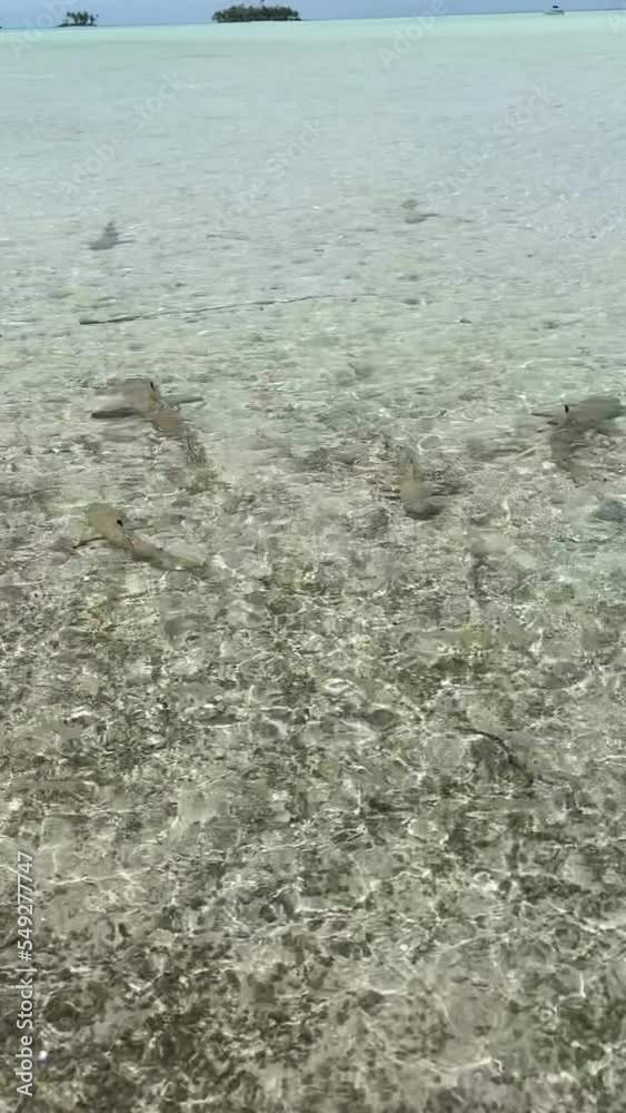Requins de lagon à Rangiroa en Polynésie française