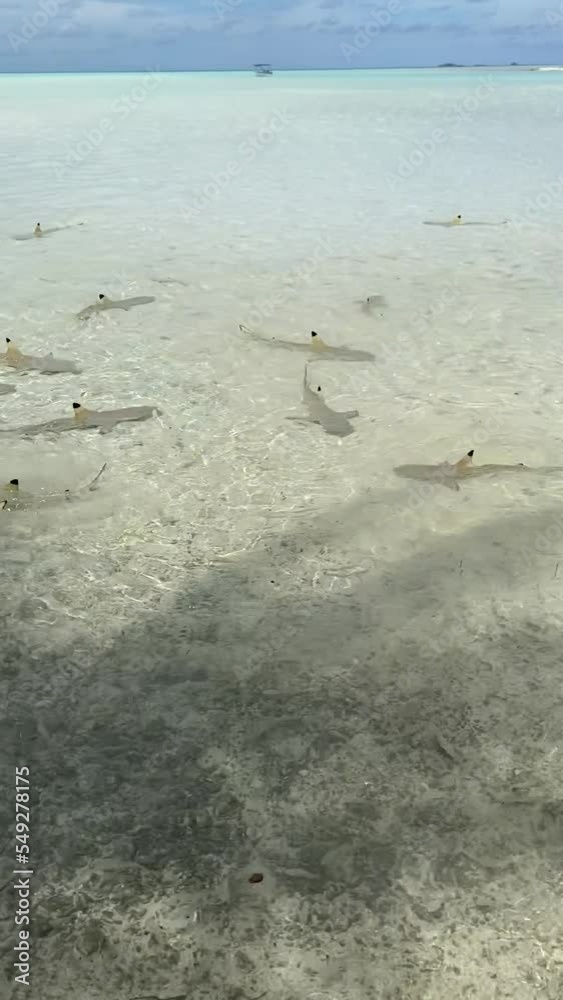 Requins de lagon à Rangiroa en Polynésie française