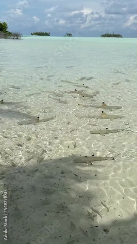 Requins pointes noires à Rangiroa en Polynésie française photo