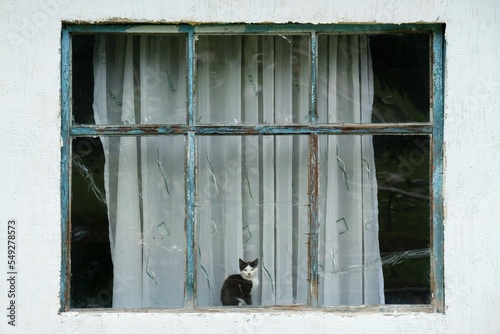 A small cat sits on a windowsill behind a huge window in an old building