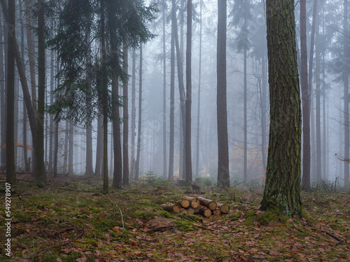 November Wald Nebel Dunst © Winfried