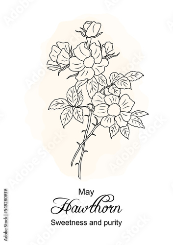 Hawthorn May Birth Month Flower Print