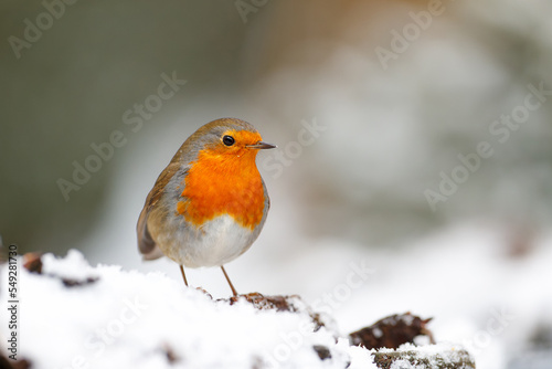 European Robin (Erithacus rubecula) searching for food in the  snow in the forest in the Netherlands. © henk bogaard