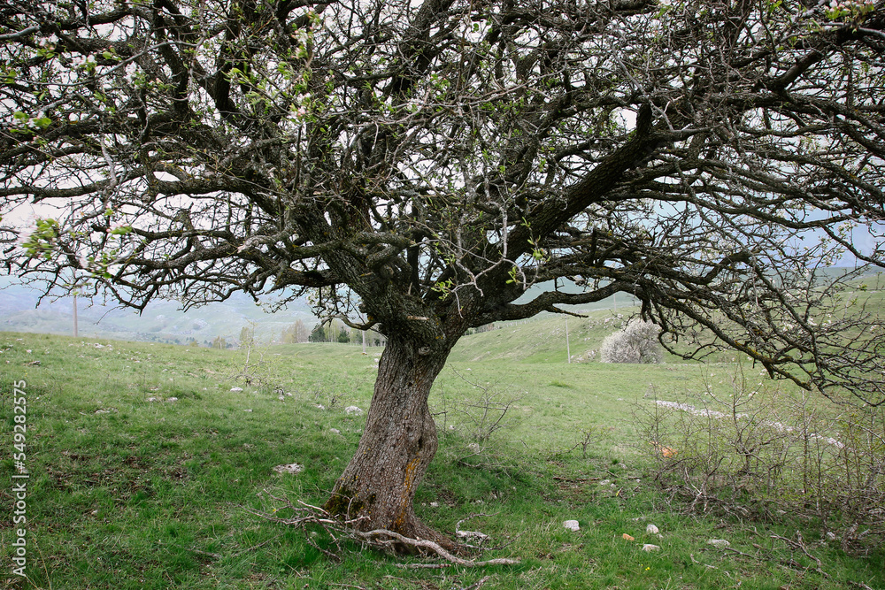 branchy tree crown, wild cherry in the mountains without leaves in spring against the backdrop of bright green grass