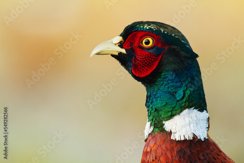 Male Common pheasant Phasianus colchius Ring-necked pheasant in natural habitat, grassland in autumn   © Marcin Perkowski