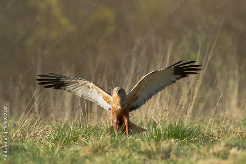 Obraz premium Flying Birds of prey Marsh harrier Circus aeruginosus, hunting time Poland Europe