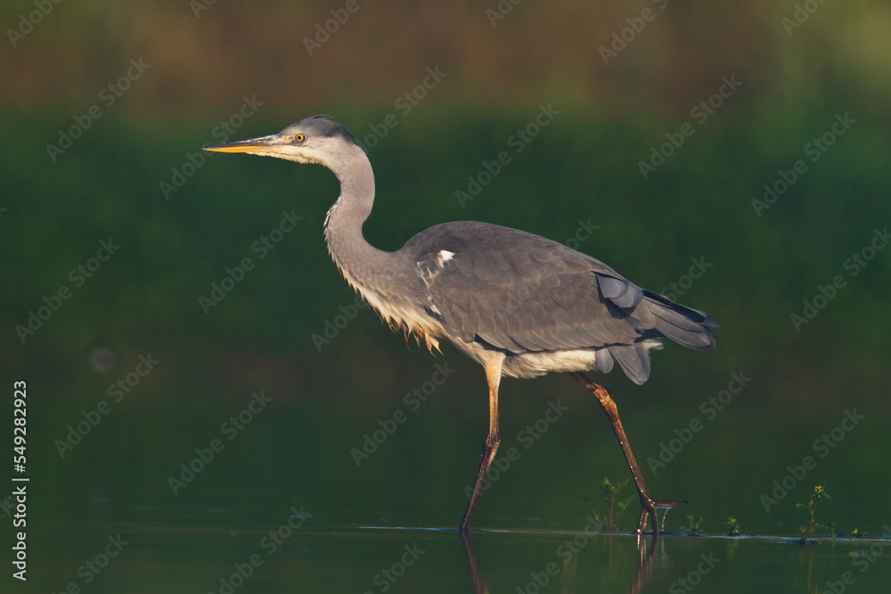 Fototapeta premium Bird Grey heron, gray heron Ardea cinerea bird on dark green background, hunting time