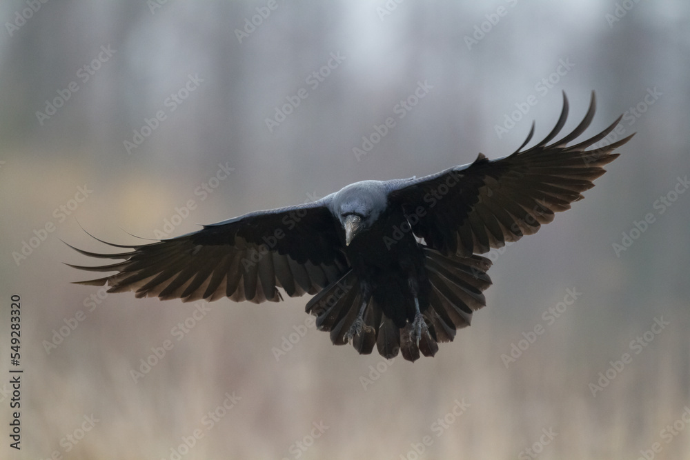 Naklejka premium Bird beautiful raven Corvus corax North Poland Europe