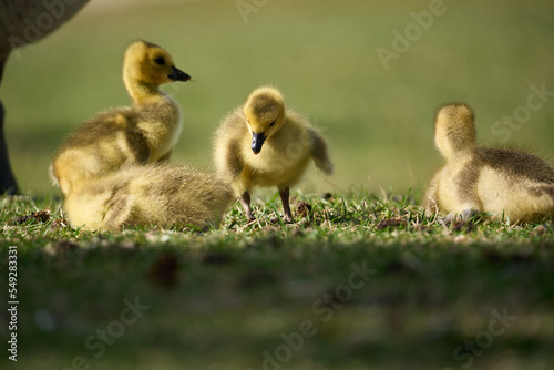 Baby Canada Geese