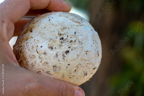 Foto puffball mushroom in hand