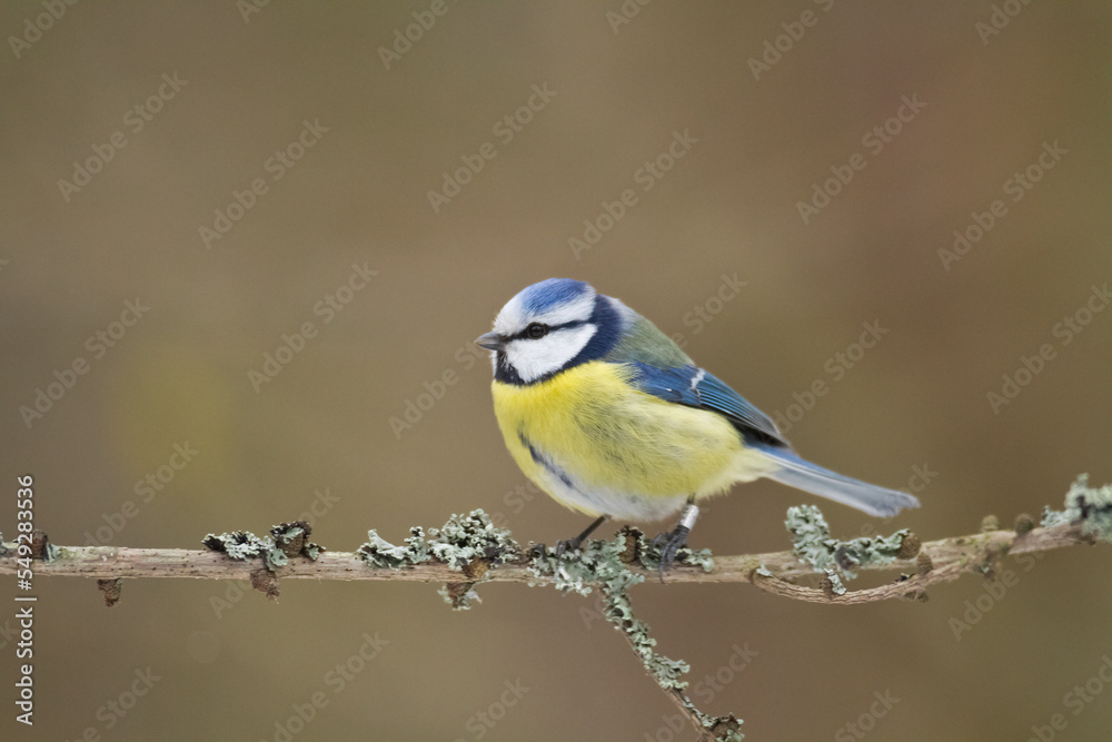 Bird - Blue Tit Cyanistes caeruleus perched on tree