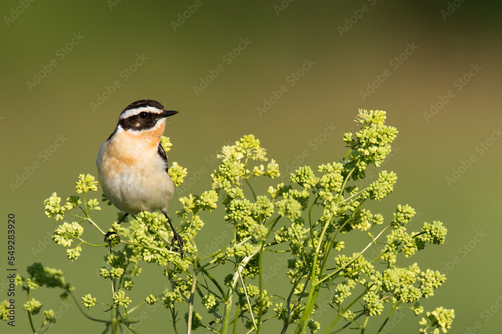 Bird Whinchat Saxicola rubetra - bird sitting on the weed, male, amazing background with warm light summer time Poland, Europe Bird Whinchat Saxicola rubetra - bird sitting on the weed, male, amazing background with warm light summer time Poland, Europe