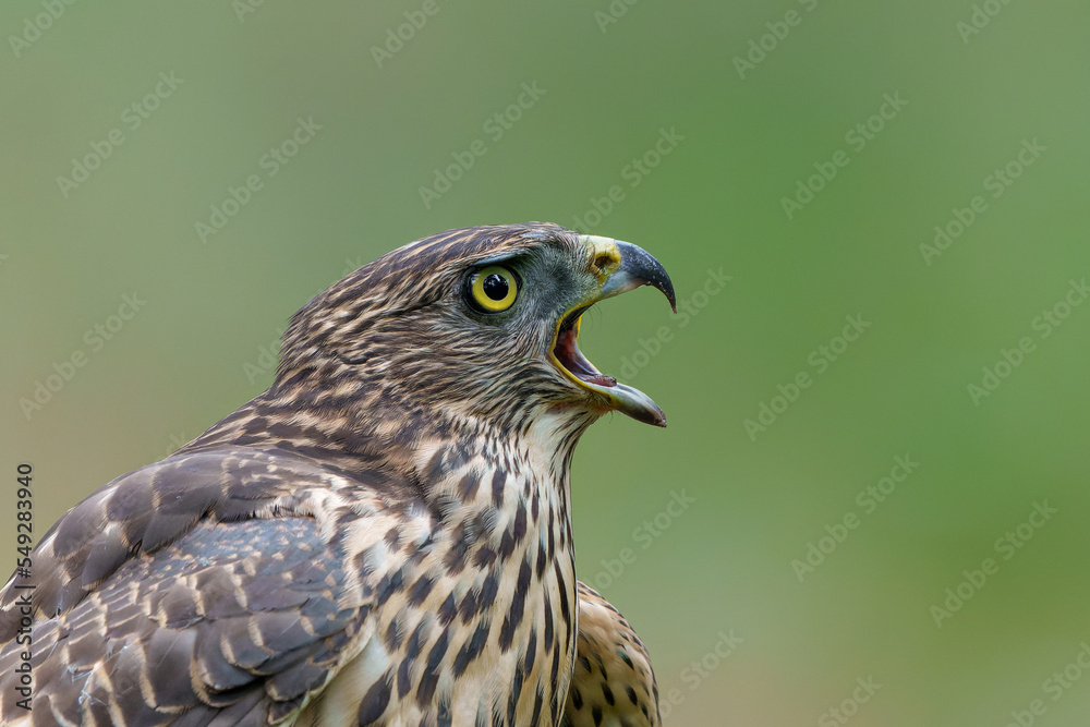 Northern goshawk (accipiter gentilis) searching for food in the forest of Noord Brabant in the Netherlands