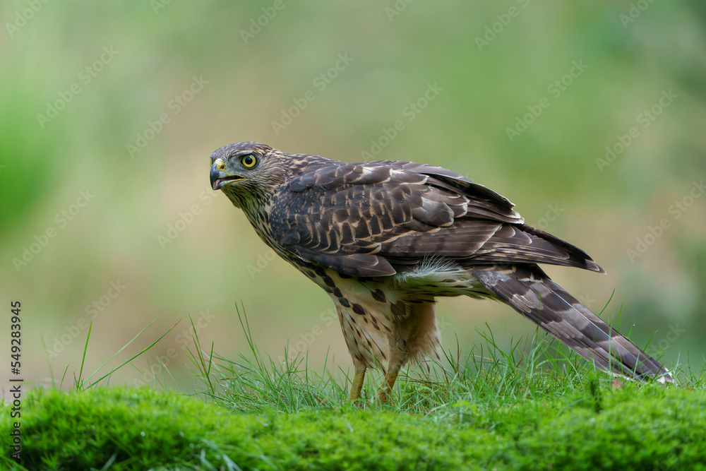 Obraz premium Northern goshawk (accipiter gentilis) searching for food in the forest of Noord Brabant in the Netherlands