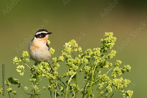 Bird Whinchat Saxicola rubetra - bird sitting on the weed, male, amazing background with warm light summer time Poland, Europe