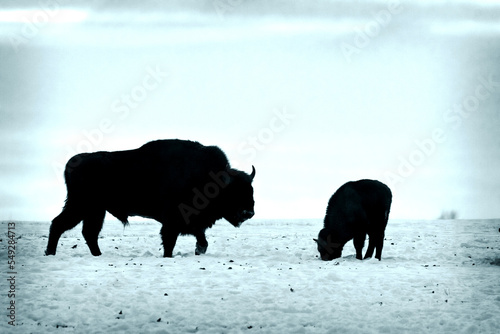 Mammals - wild nature European bison ( Bison bonasus ) Wisent herd standing on field North Eastern part of Poland, Europe Knyszynska Primeval Forest