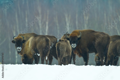 Mammals - wild nature European bison ( Bison bonasus ) Wisent herd standing on field North Eastern part of Poland, Europe Knyszynska Primeval Forest photo