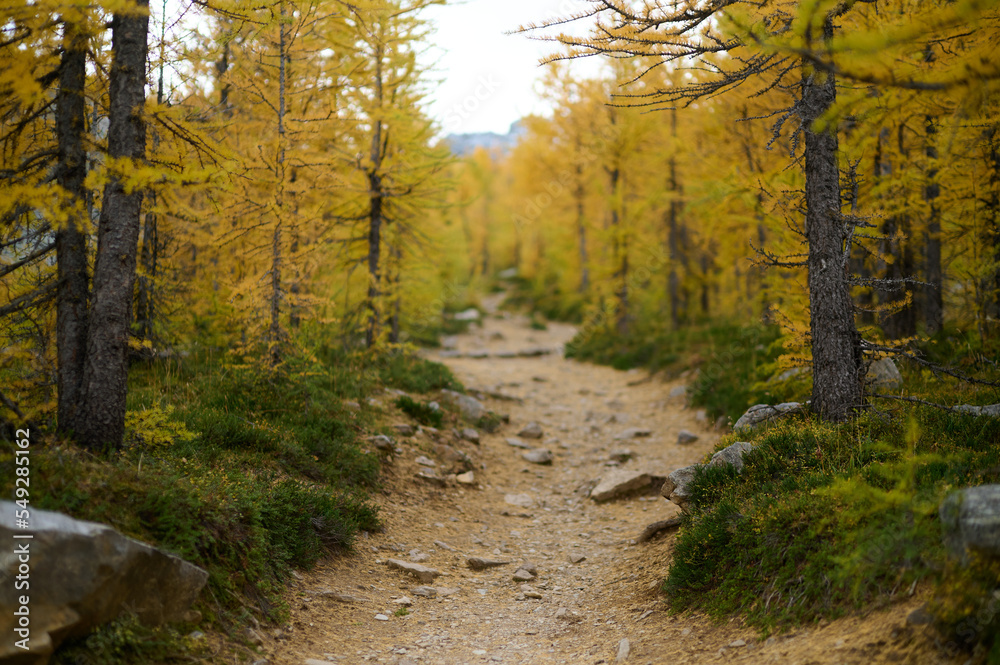Path through the Larch Trees, Mount Fairview, Lake Louise, Alberta Path through the Larch Trees, Mount Fairview, Lake Louise, Alberta