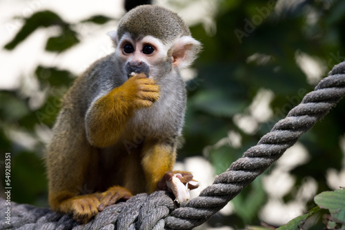 sweet monkey eating food animal portrait mammal