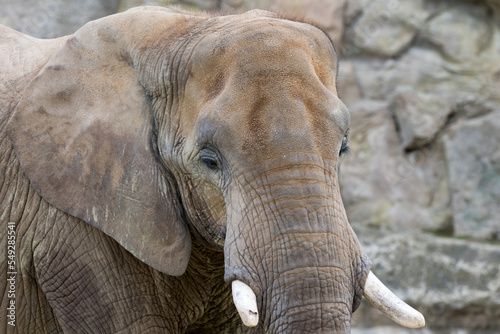 closeup animal portrait african elephant big wildlife