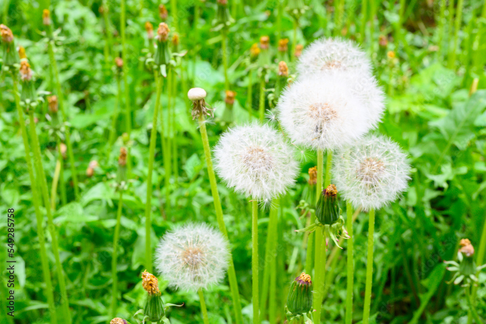 Glade of fresh meadow dandelions on a sunny spring day. Flowering dandelions. Excellent background for the expression of spring mood. Dandelion plant with a fluffy bud. Glade of fresh meadow dandelions on a sunny spring day. Flowering dandelions. Excellent background for the expression of spring mood. Dandelion plant with a fluffy bud.