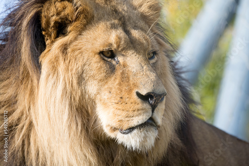 Closeup adult lion mane dangerous wild animal