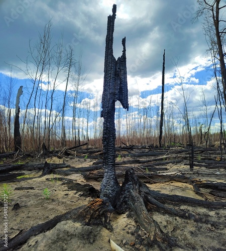Black ugly burnt tree trunks as consequences of a forest fire