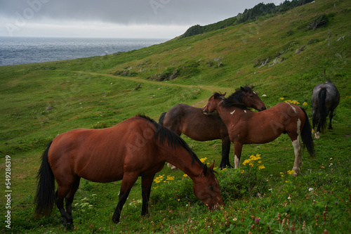 Horses Grazing, Cape Breton, Nova Scotia